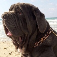 Prong Collar for Neapolitan Mastiff | Big Dog Pinch Collar