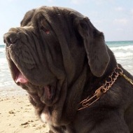 Stachelhalsband aus Curogan fuer Mastino Napoletano