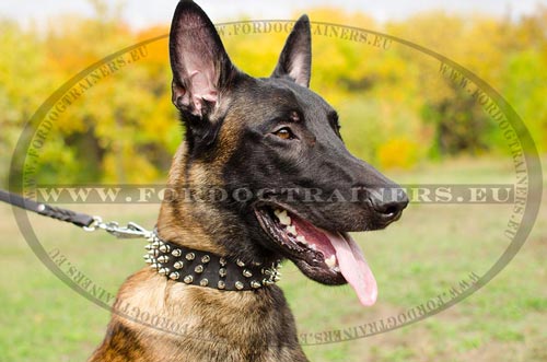 Collier pour Malinois Extra Classe