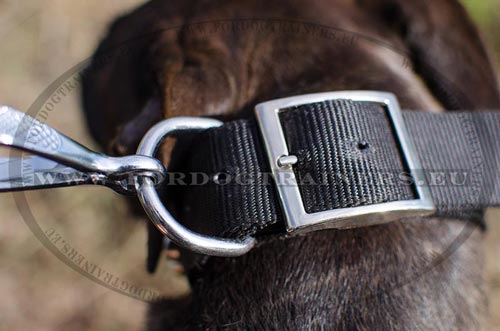 Collier nylon rsistant pour Pitbull