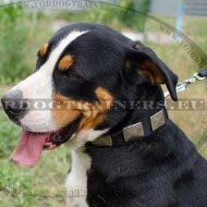 Collare in nylon con piastre decorative per Swiss Montain Dog