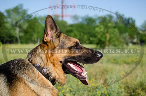 Magnificent Nylon Dog Collar