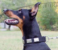 Black nylon collar with plates for Doberman