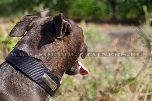 Pitbull Nylon ID Collar Easy to Wash