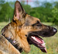 Leather dog collar with round decorations