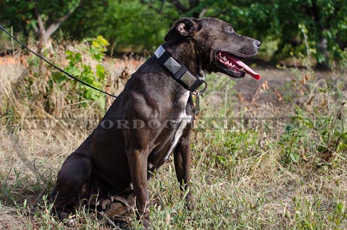 Collier ultra chic en nylon pour Pitbull