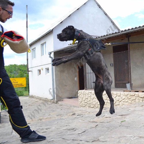 Collier de dressage pour Bandog