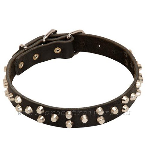 Leather collar with nickel-plated cones for Boxer