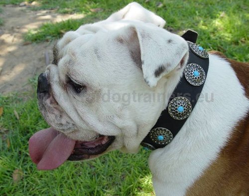 Collier en cuir solide pour Bouledogue américain