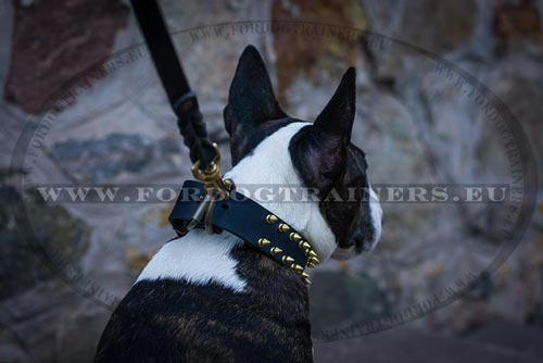 Collier unique pour Bull Terrier