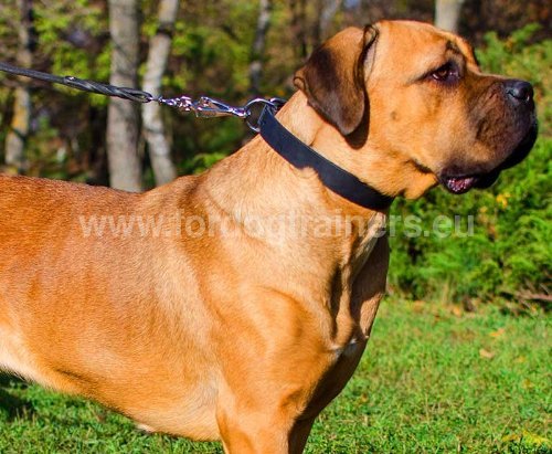 Collier en cuir pour Cane Corso