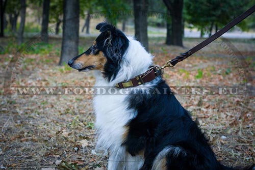 Collier marron pour Border Collie TOP Qualit