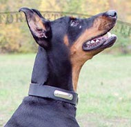 Collare in pelle con piastra porta indirizzo per Dobermann