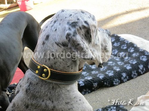 stilvolles Halsband Hund