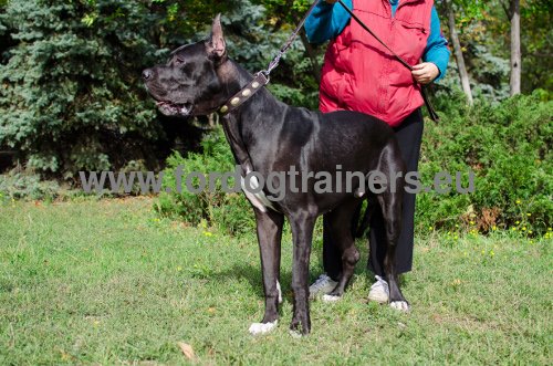 Ornamented multifunctional collar for Great Dane