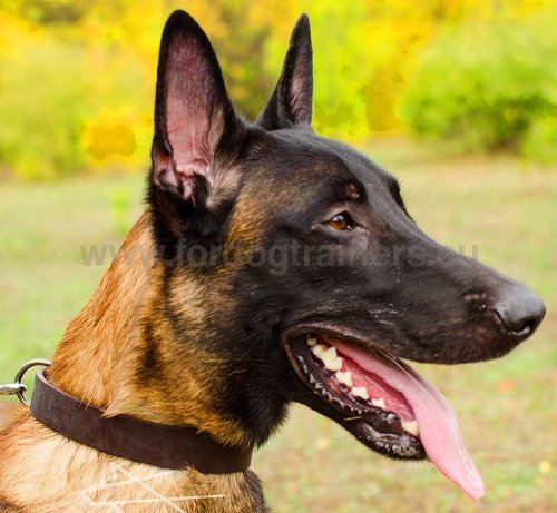 Collier en cuir pour Malinois