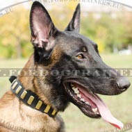 Thick padded dog collar ornamented