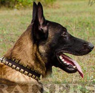 Super Leather Collar "Caterpillar" for Malinois