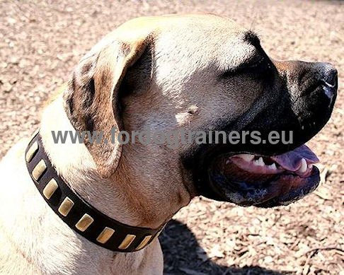 Solid leather collar for Mastiff