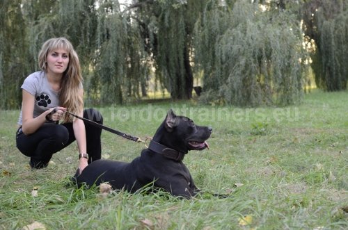 Collier en
              cuir pour Pit Bull