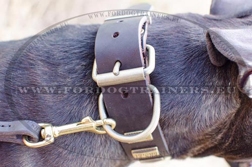 D-ring of the Dog Collar