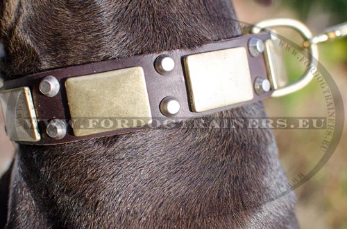 Beautiful solid collar for Pitbull