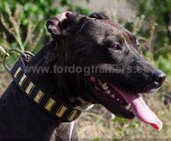 Pitbull Collar with Embossed Rectangular Plates ✷