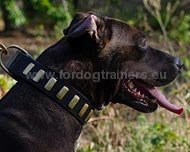 American Pitbull leather collar strong with brass plates