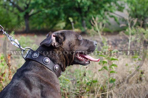 Fancy Leather Collar for Pitbull