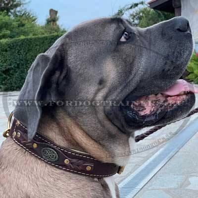 Collier en cuir pour chien molosse Cane Corso