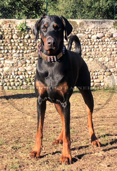 Collier dcor pour chien Dobermann