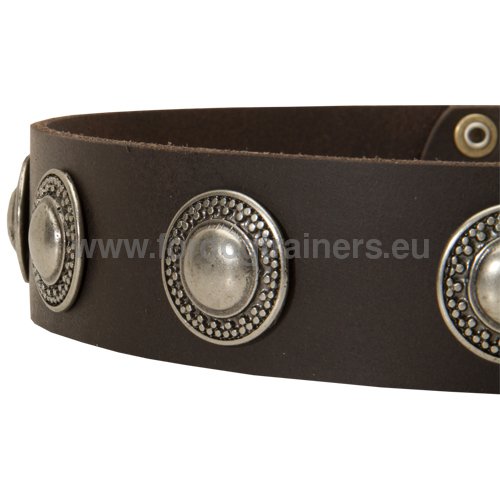 Extra strong leather collar with
circle decoration for Boxer