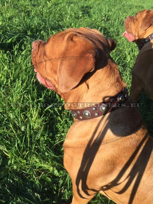 Collier en cuir pour chien molosse avec dcorations