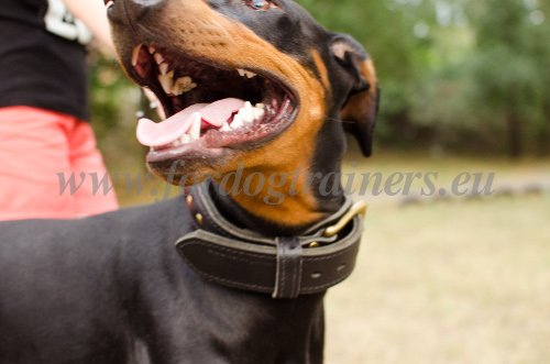 Collier pour chien policier avec poigne