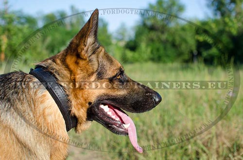 Felt Padded Collar for German Shepherd
