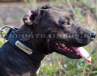 Collare in cuoio con piastra porta indirizzo per Pitbull