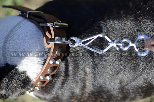 Collier cuir et mtal pour Bull Terrier