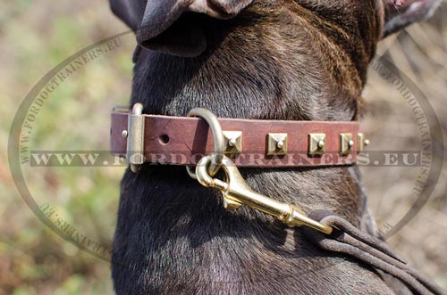 Collar with square studs for better Pitbull
control
