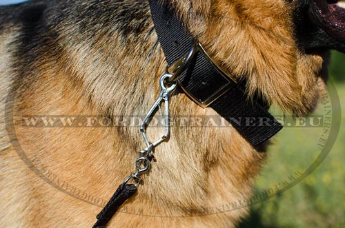 Collier durable et pratique pour Berger allemand