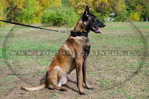 Collier solide avec attache rapide pour Malinois