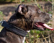 Hand Stitched Leather Dog Collar Pitbull