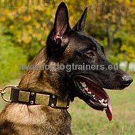 Exclusive Malinois Collar with Brass Plates