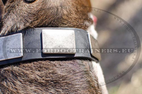 Hundehalsband fr Pitbull - Training und Auslauf