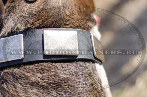 Collier pour Pitbull Parfait pour promenades et formation de base