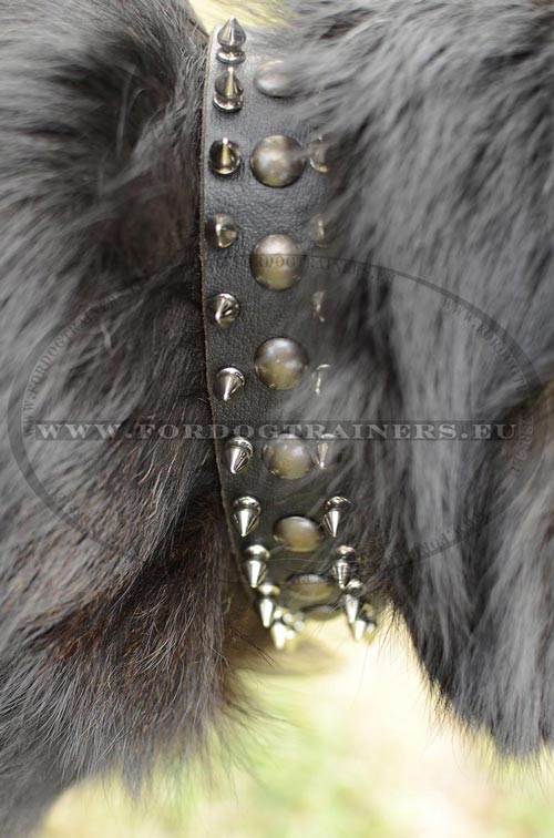 Lederen Halsband met spikes en knoppen - perfect voor
uw Mechelaar