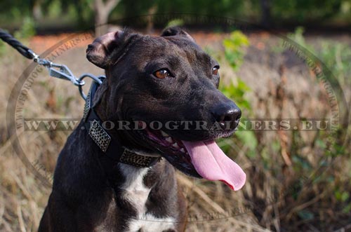 Collier de promenade idal pour Pitbull