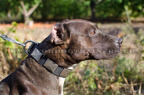 Genuine leather collar with metal decoration for Pitbull