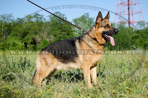 German Shepherd Art Collar