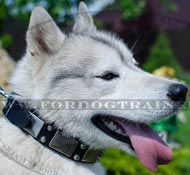 Leather collar decorated with plates for Husky