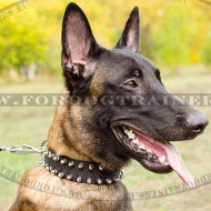 Malinois Spiked Dog Collar